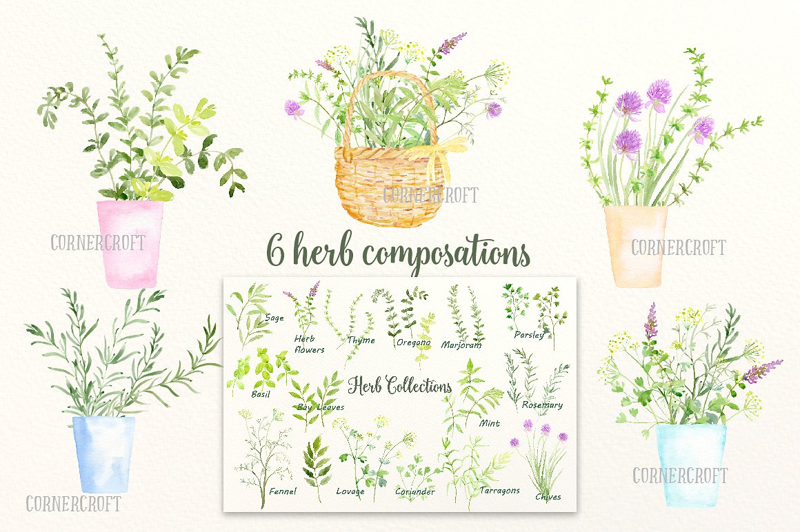 Watercolour Herb Illustration