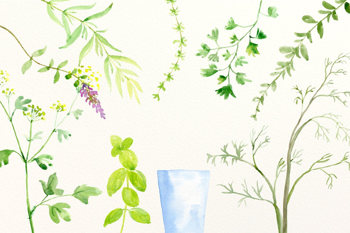 Watercolour Herb Illustration