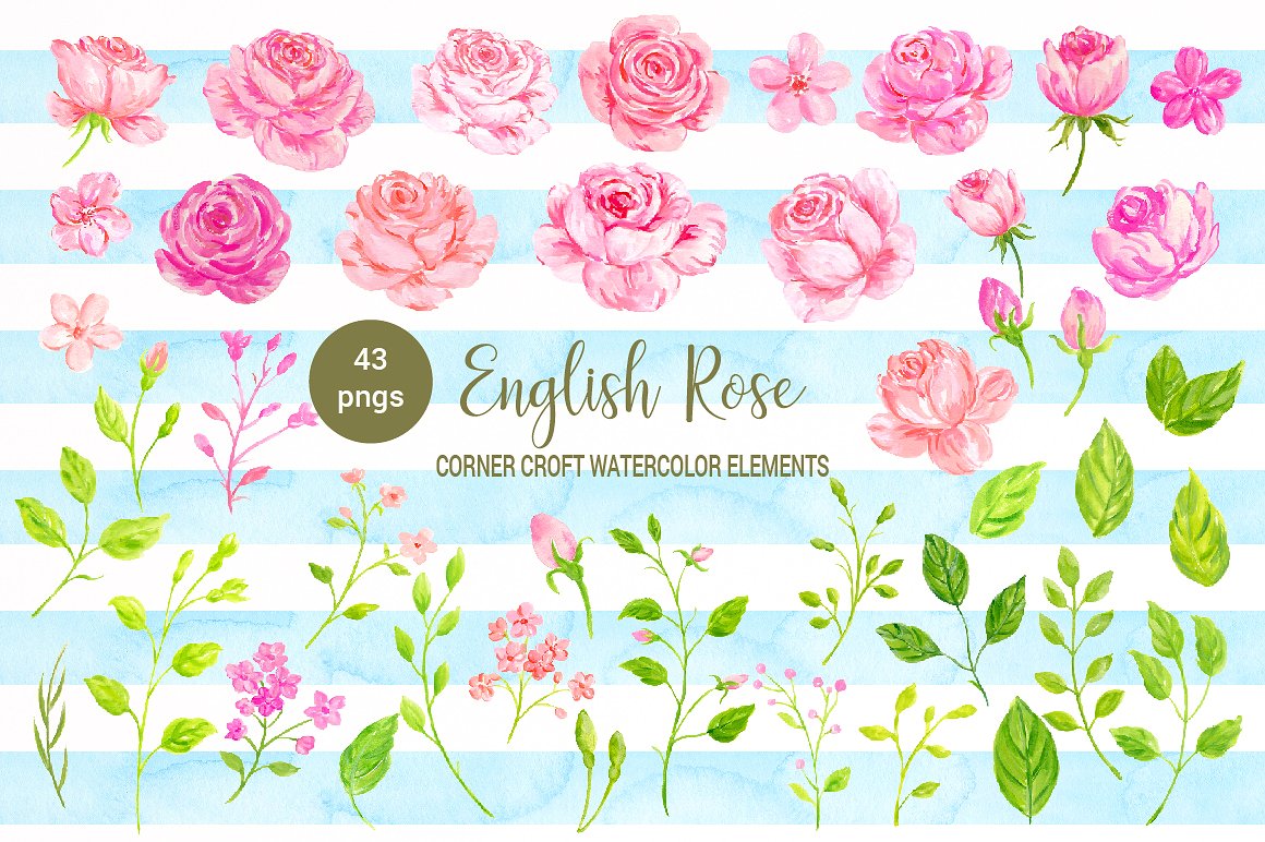 Watercolor English Rose Clipar