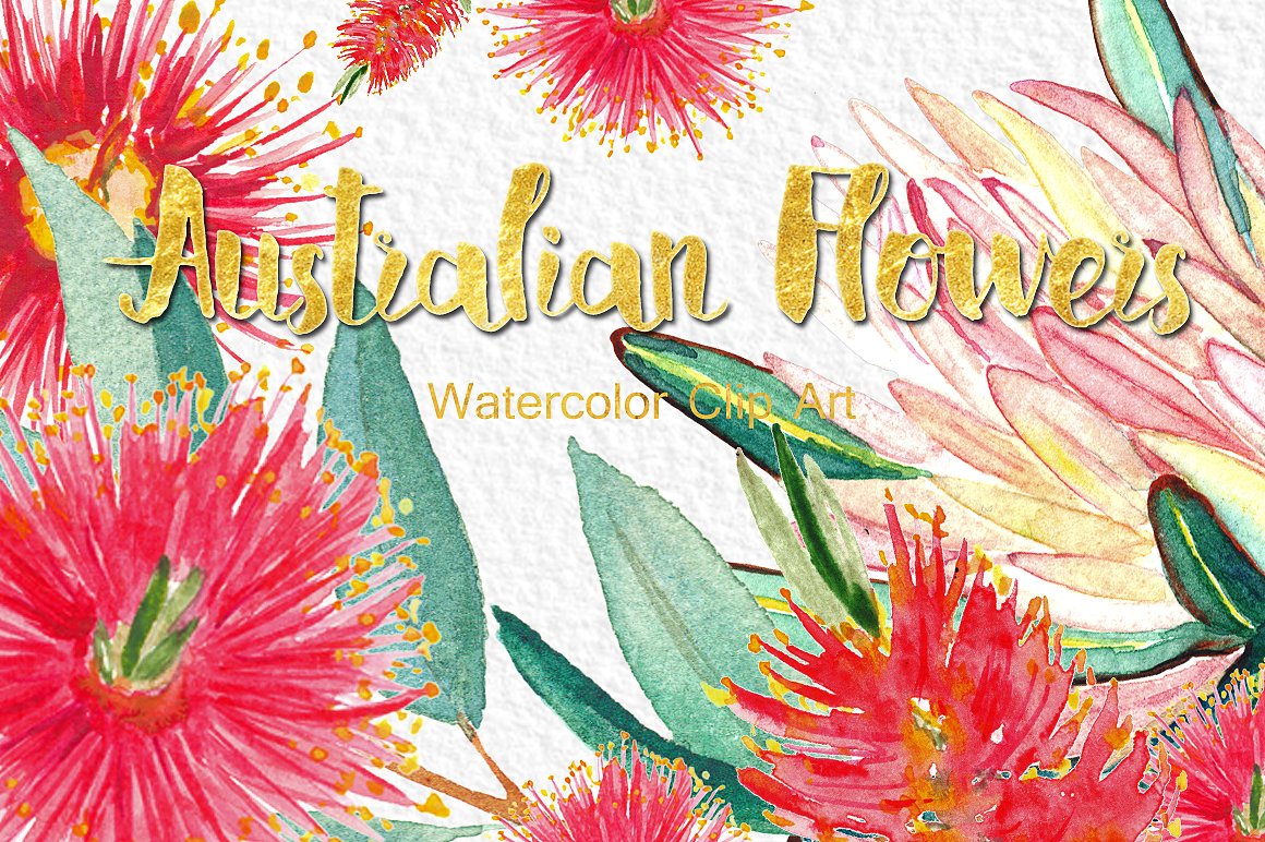 Australian flowers watercolors