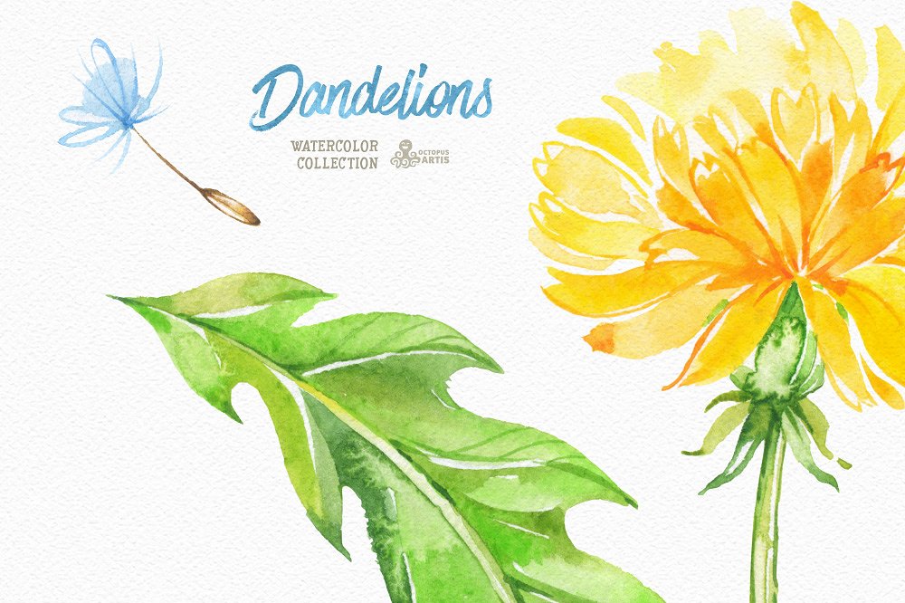 Dandelions. Floral Collection