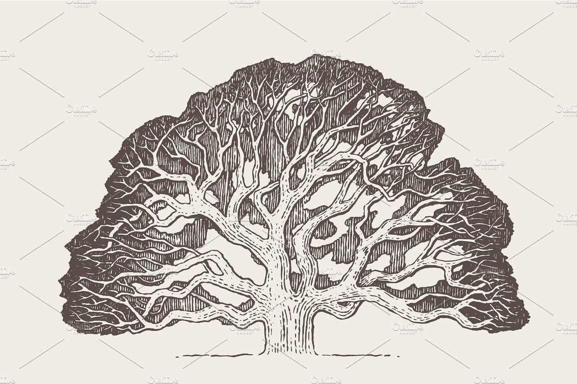 Illustration of an old oak tre