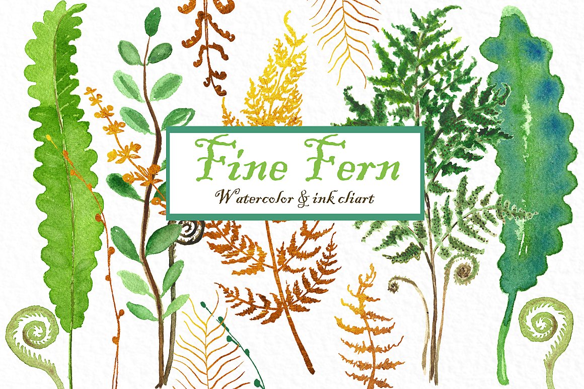 Fine ferns. watercolor clipart