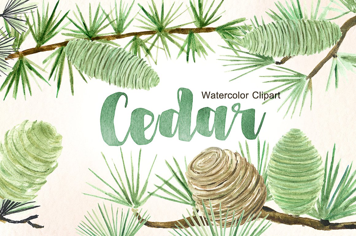 Cedar. Forest watercolor clipa