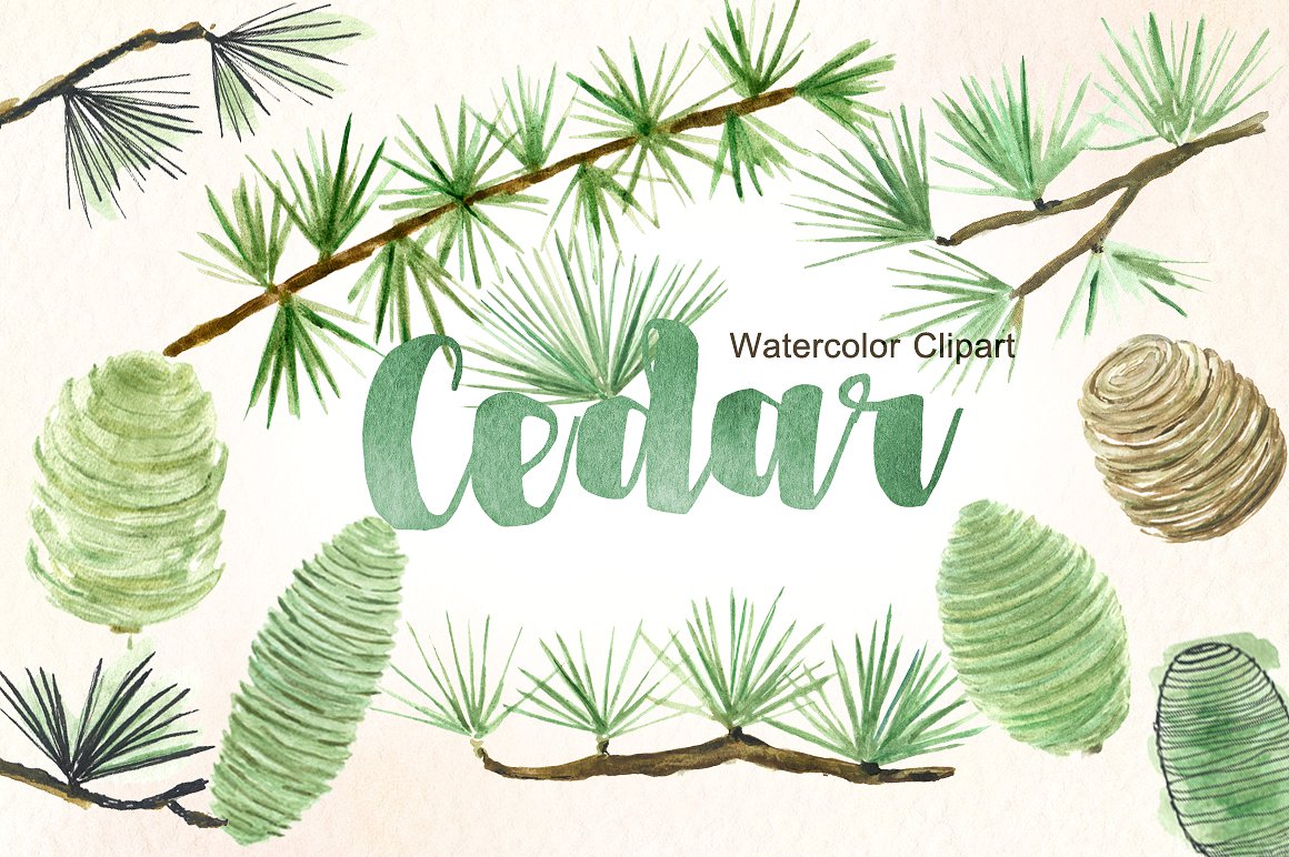 Cedar. Forest watercolor clipa