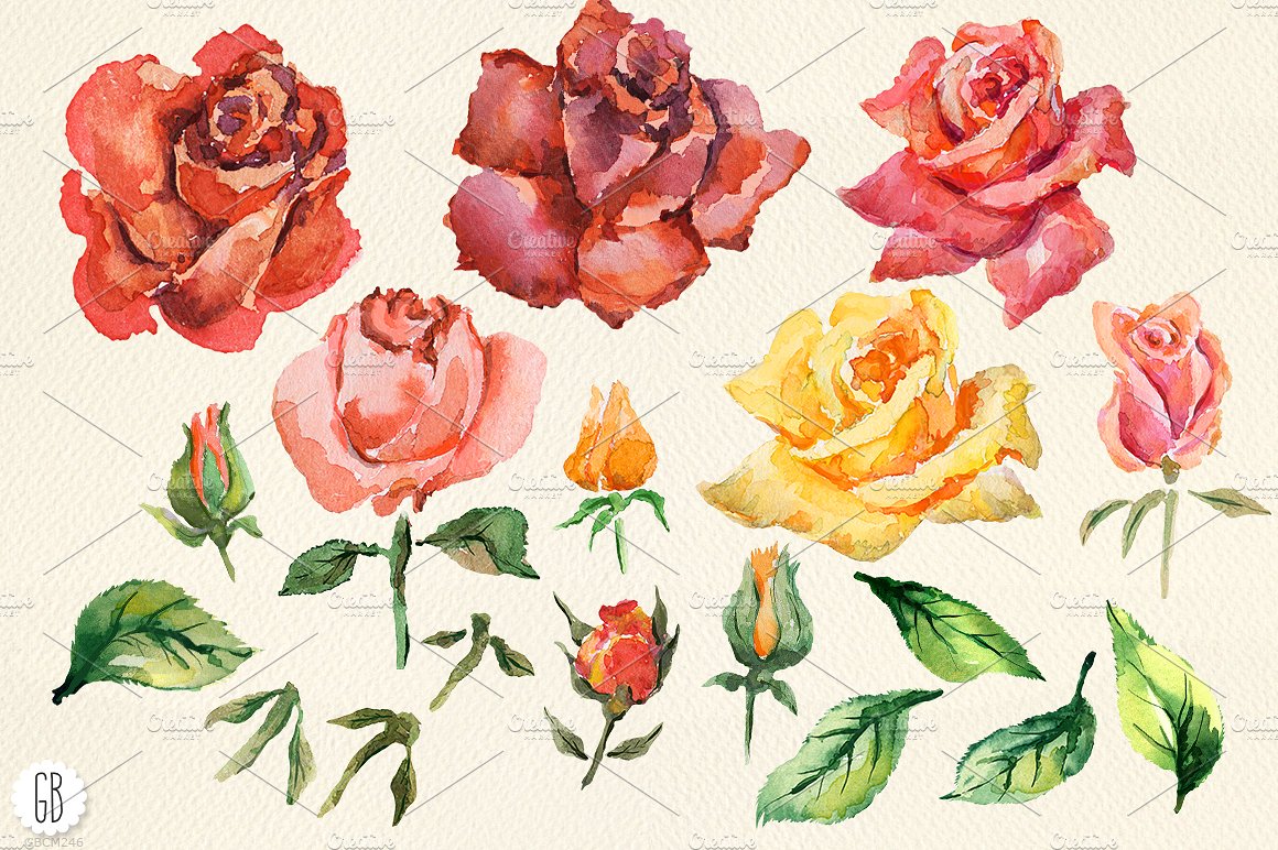 Aquarelle red watercolor roses