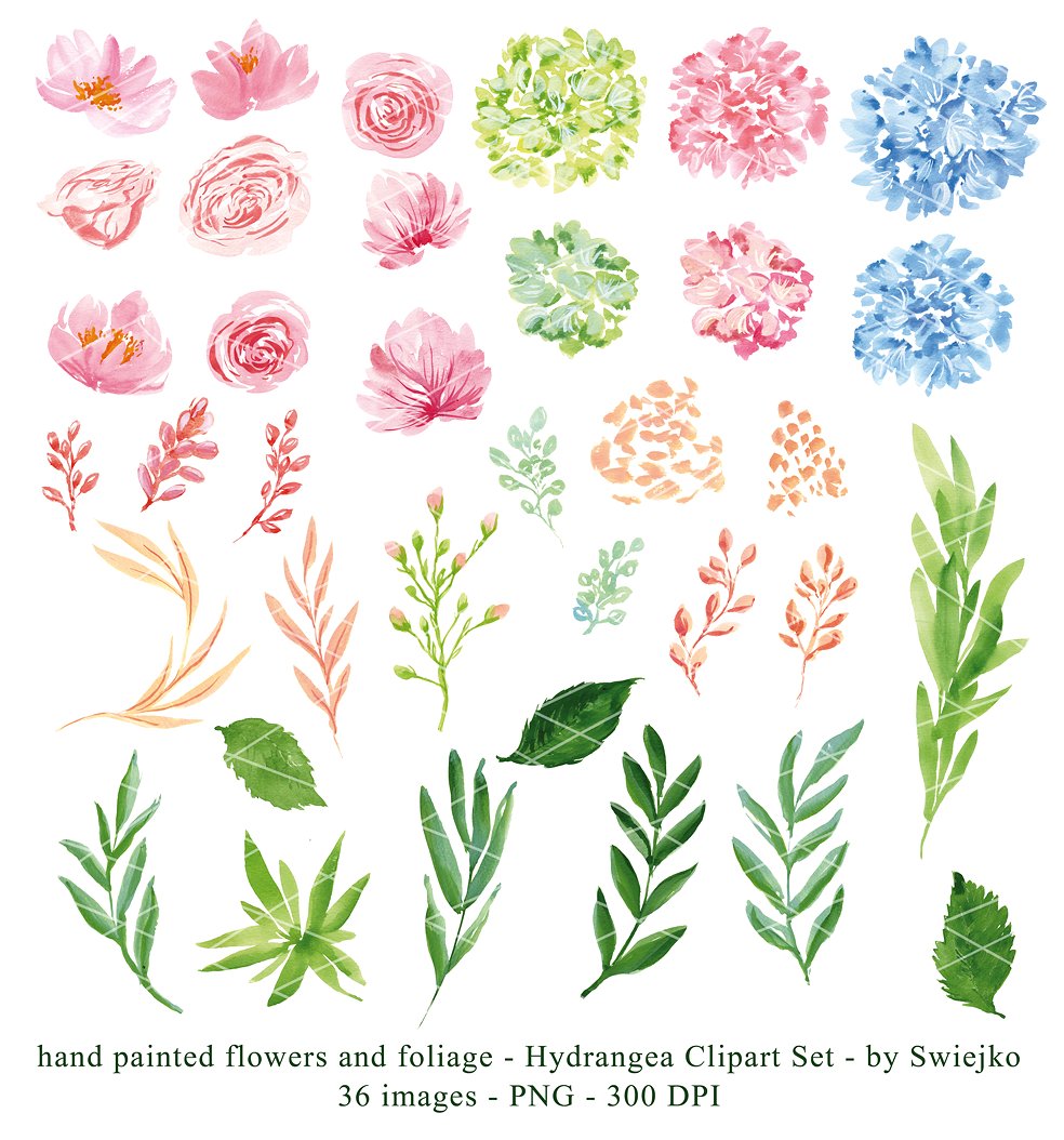 Hydrangea clipart set