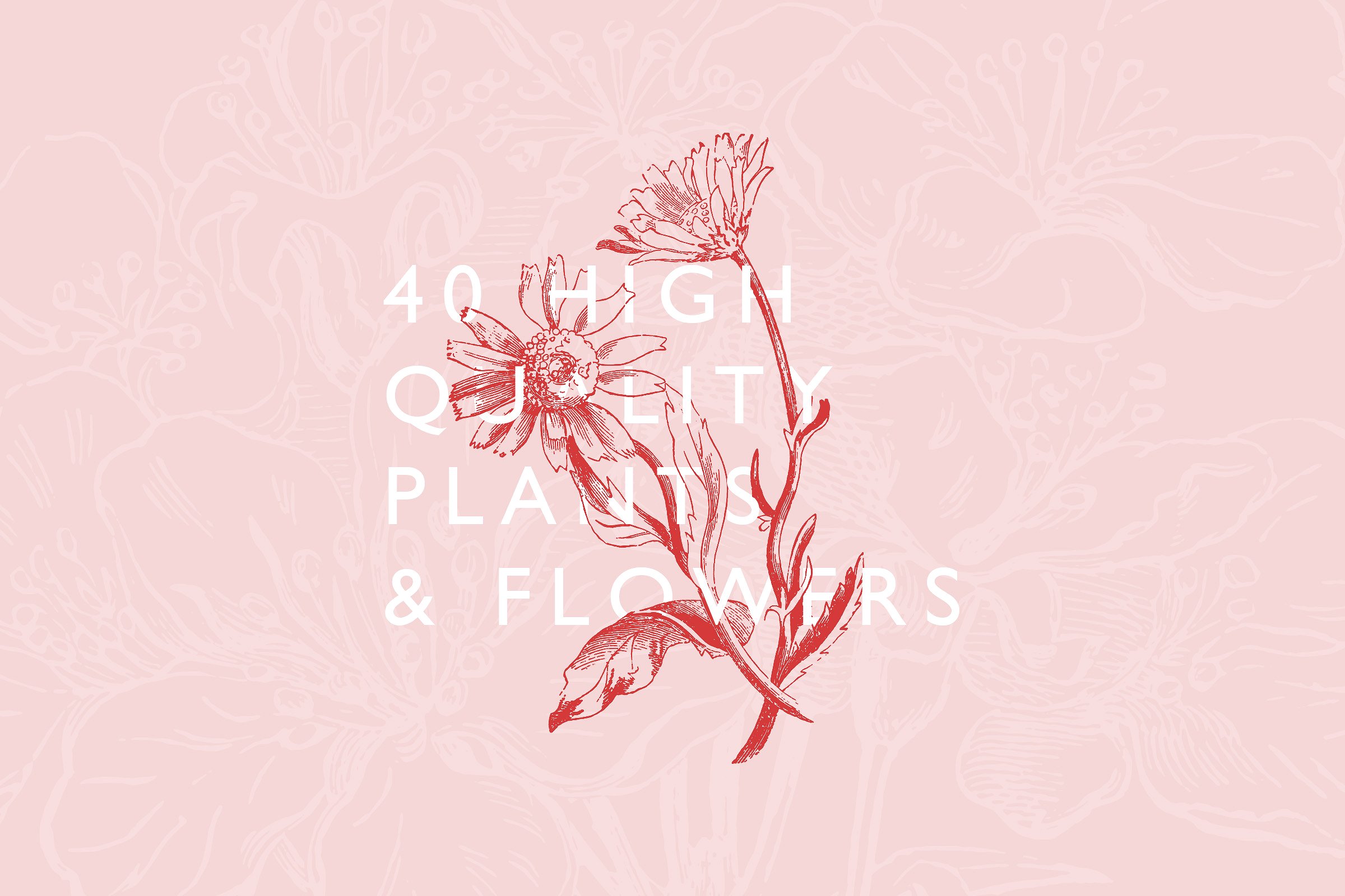 40 Plant -amp; Flower Illustra