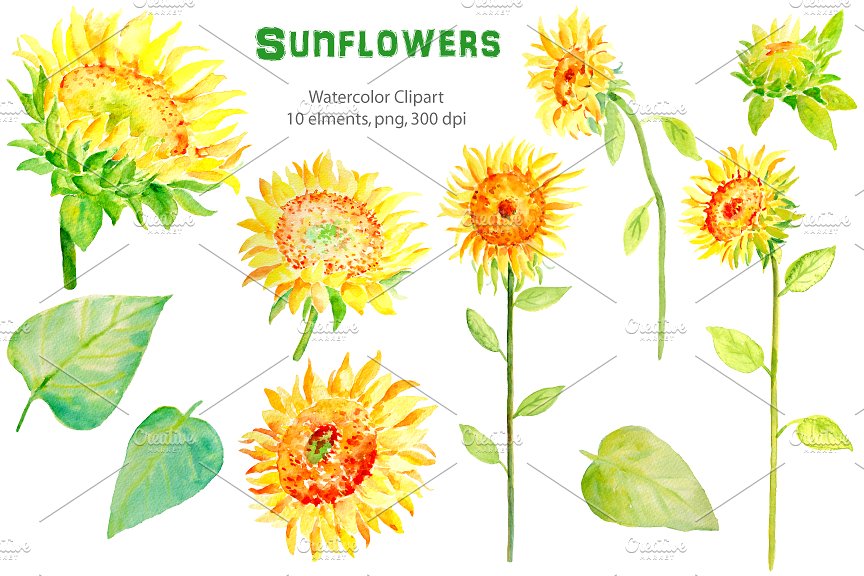 Watercolor Clipart - Sunflower