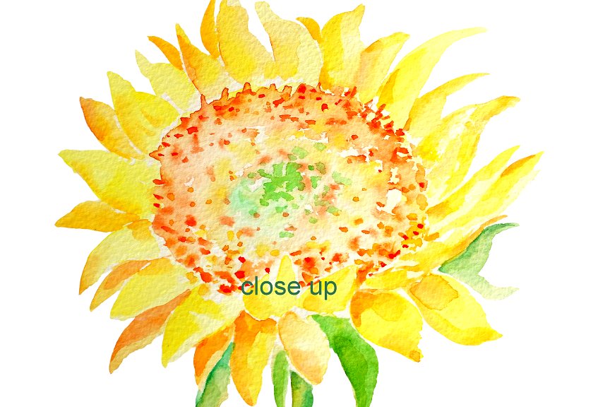 Watercolor Clipart - Sunflower