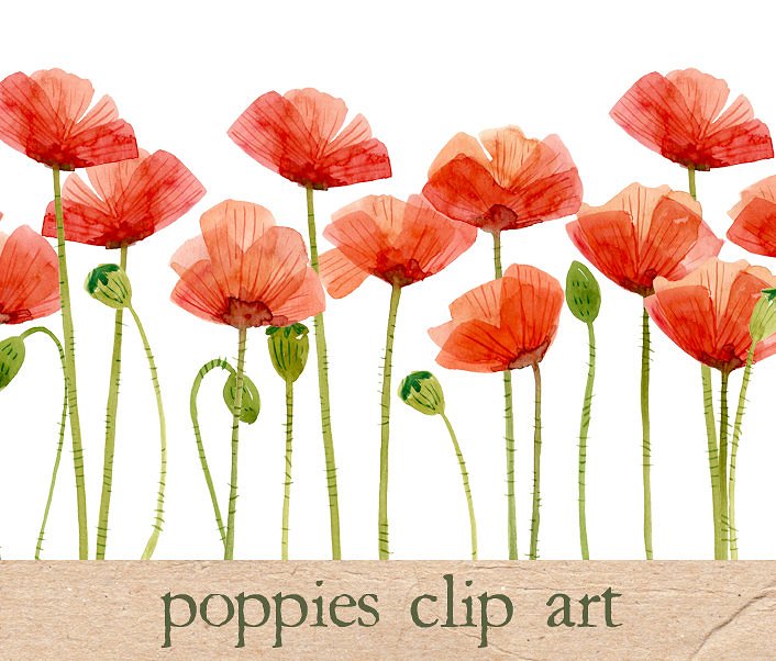 Watercolor Flowers, Poppies