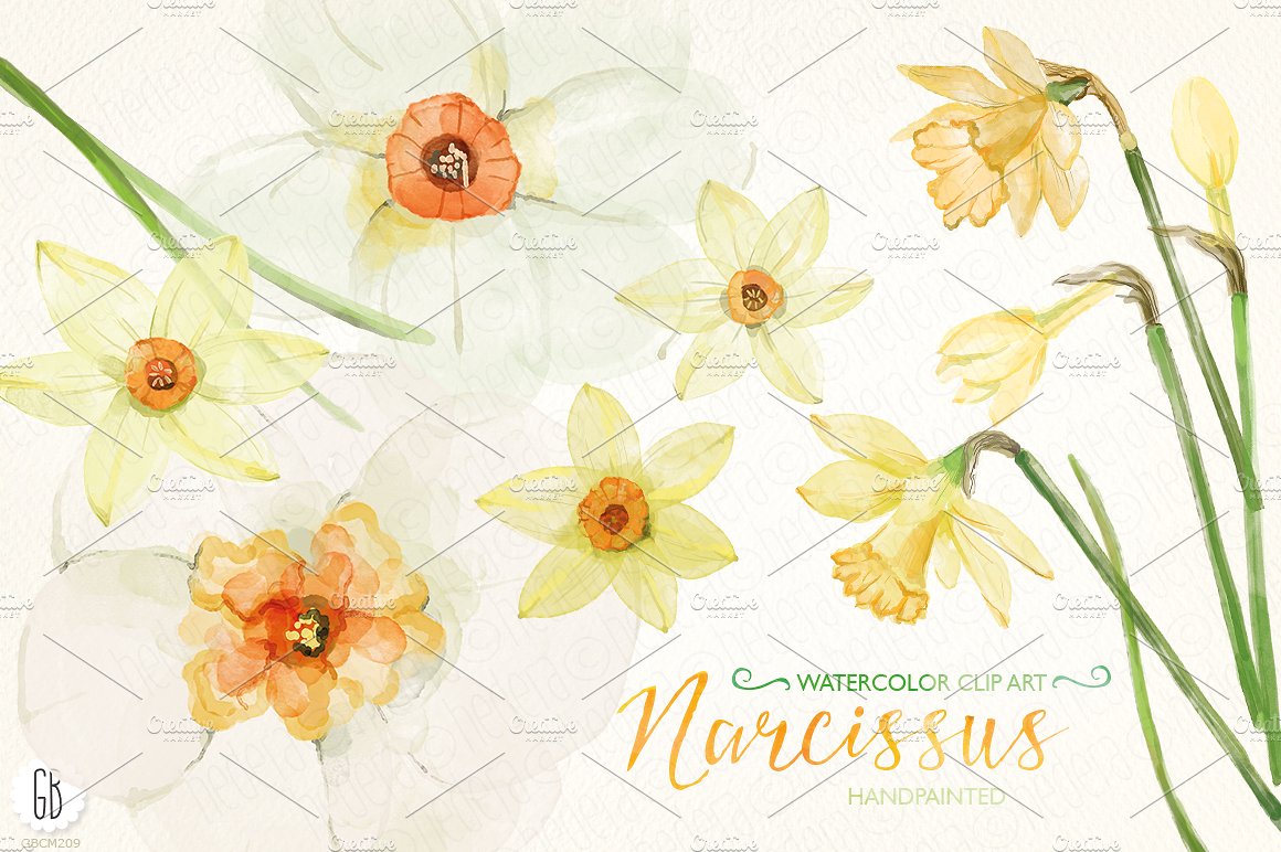 Watercolor narcissus, daffodil