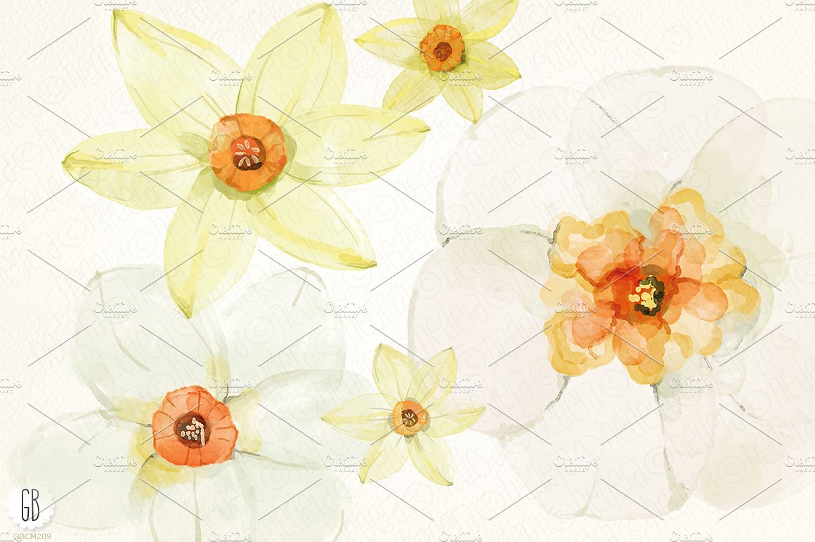 Watercolor narcissus, daffodil