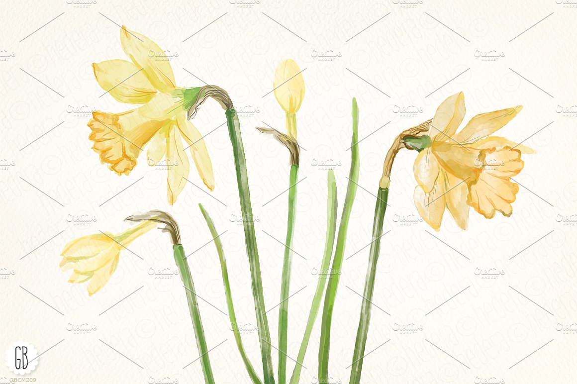 Watercolor narcissus, daffodil