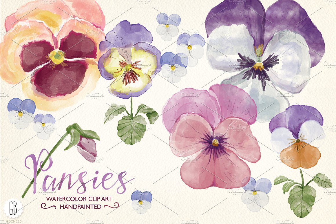 Watercolor hand painted pansie