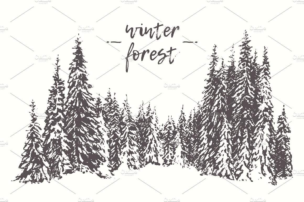 Winter pine forest