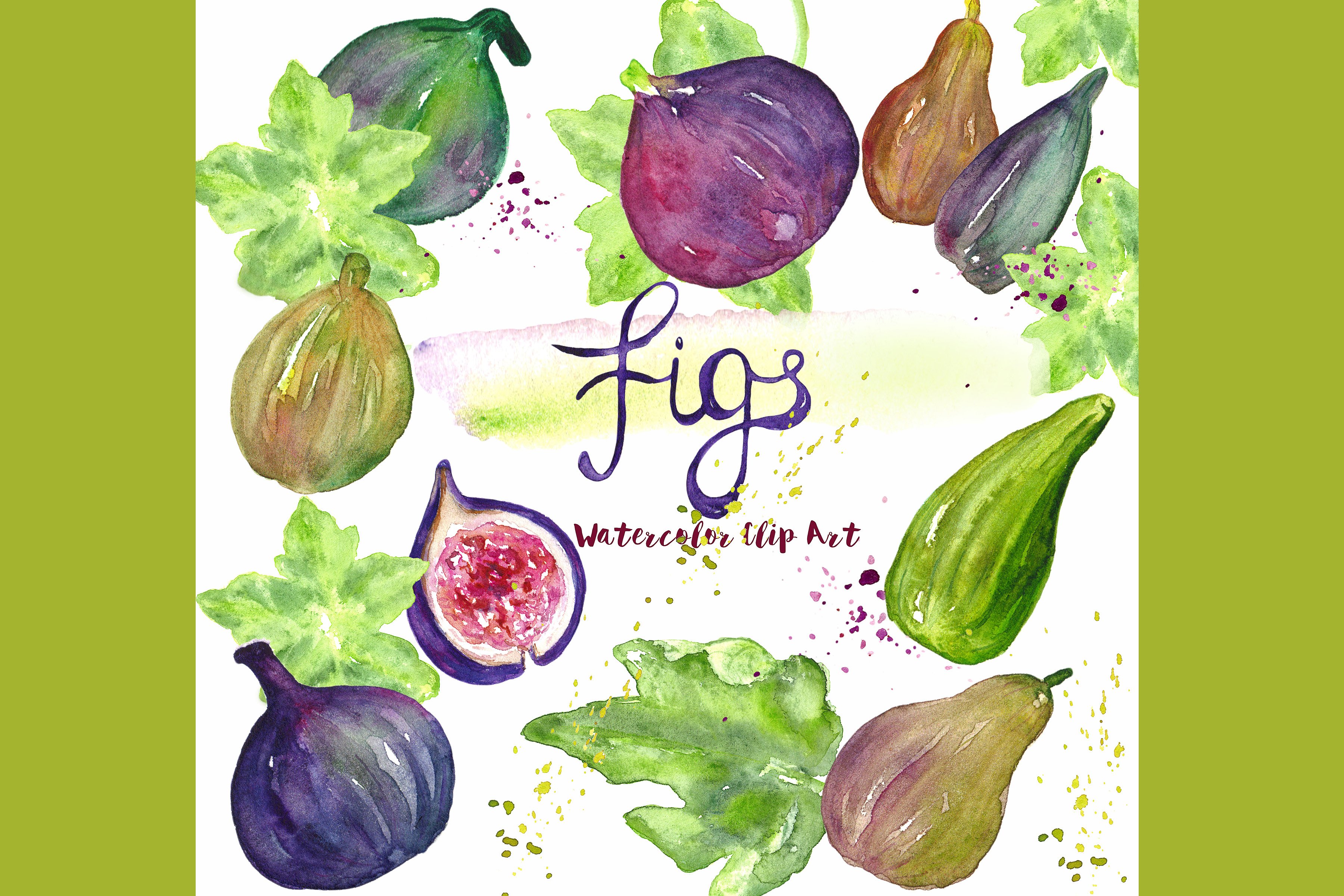 Figs fruits. Watercolor Clipar