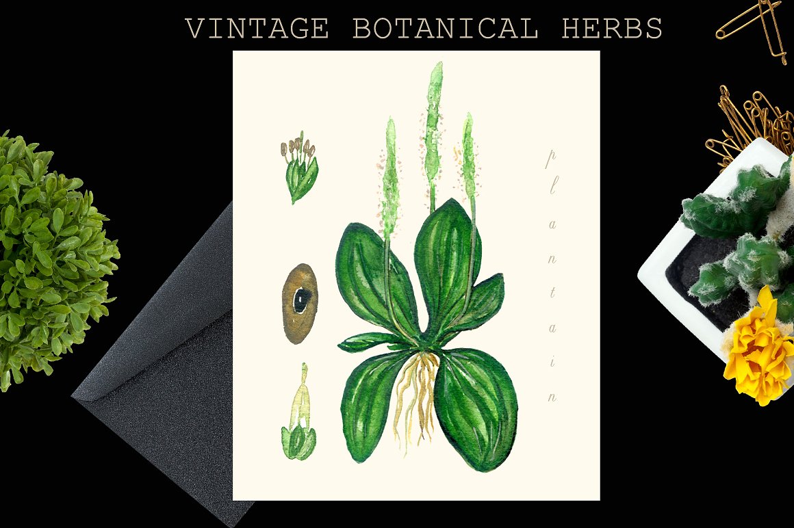 Botanical medical plants Vinta