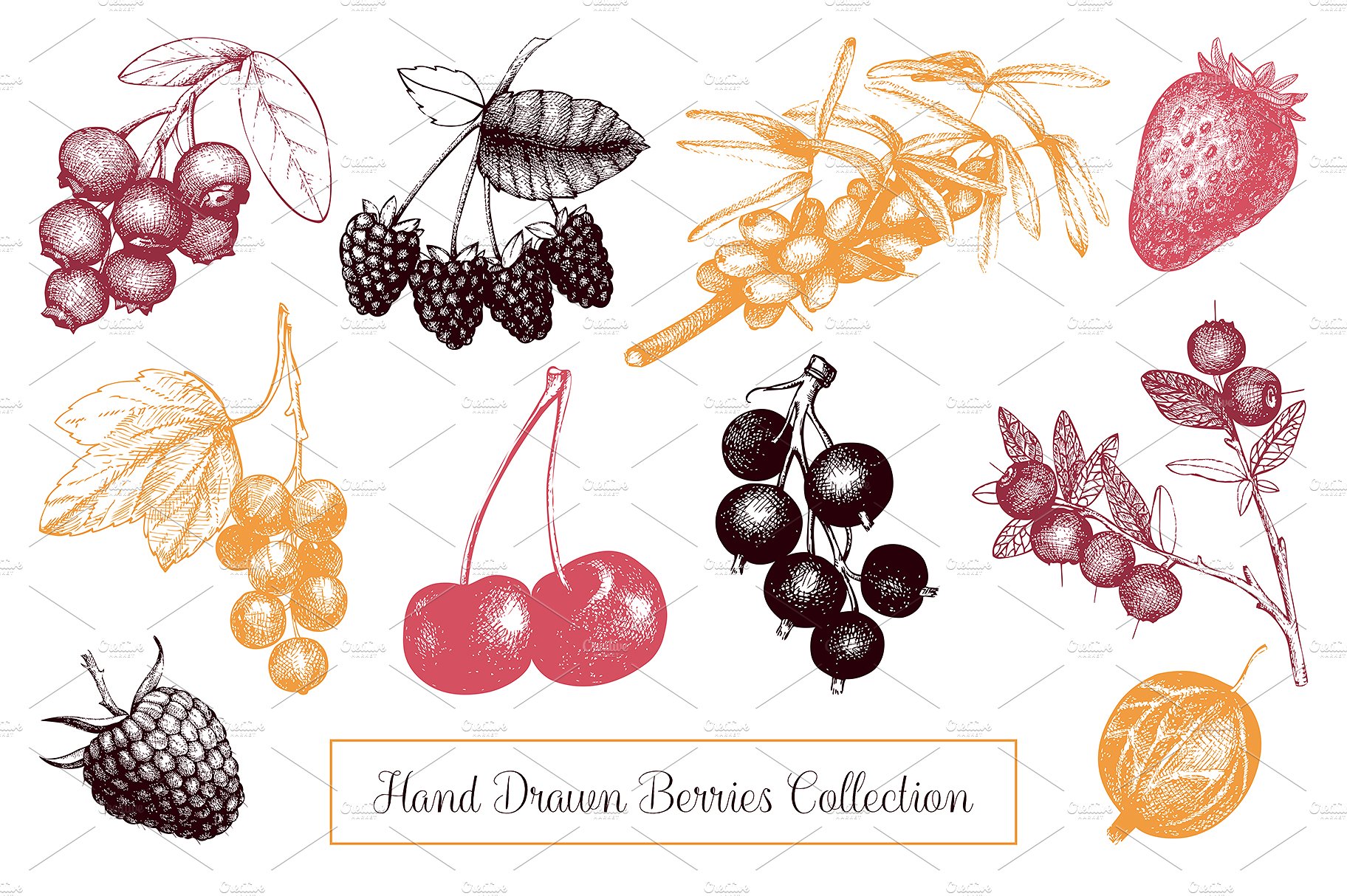 Vector Berries Illustrations S