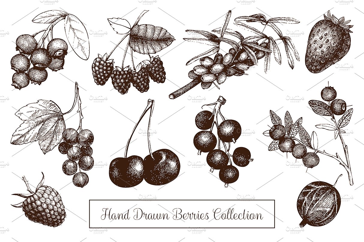 Vector Berries Illustrations S