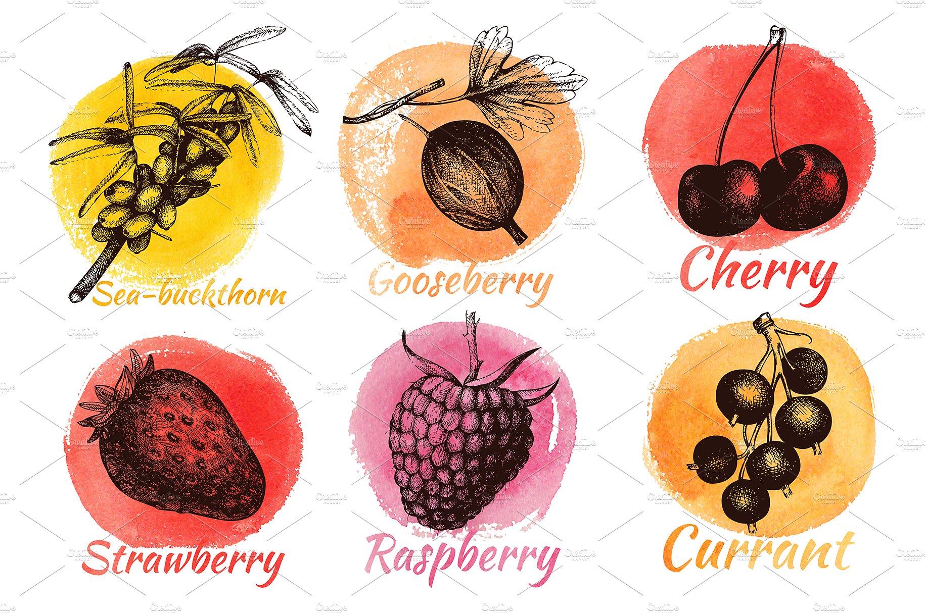 Vector Berries Illustrations S