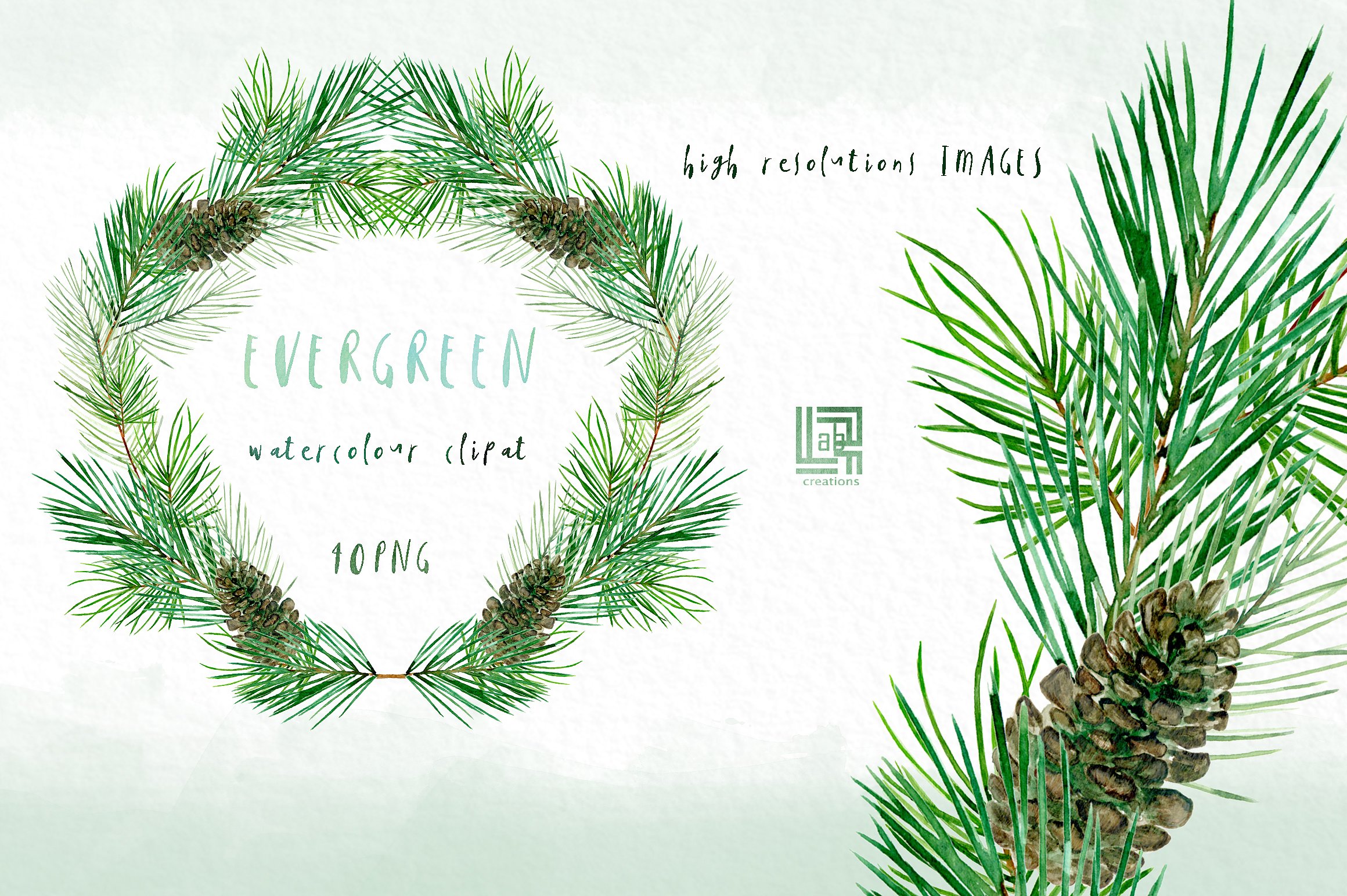 Pine. Watercolor clipart