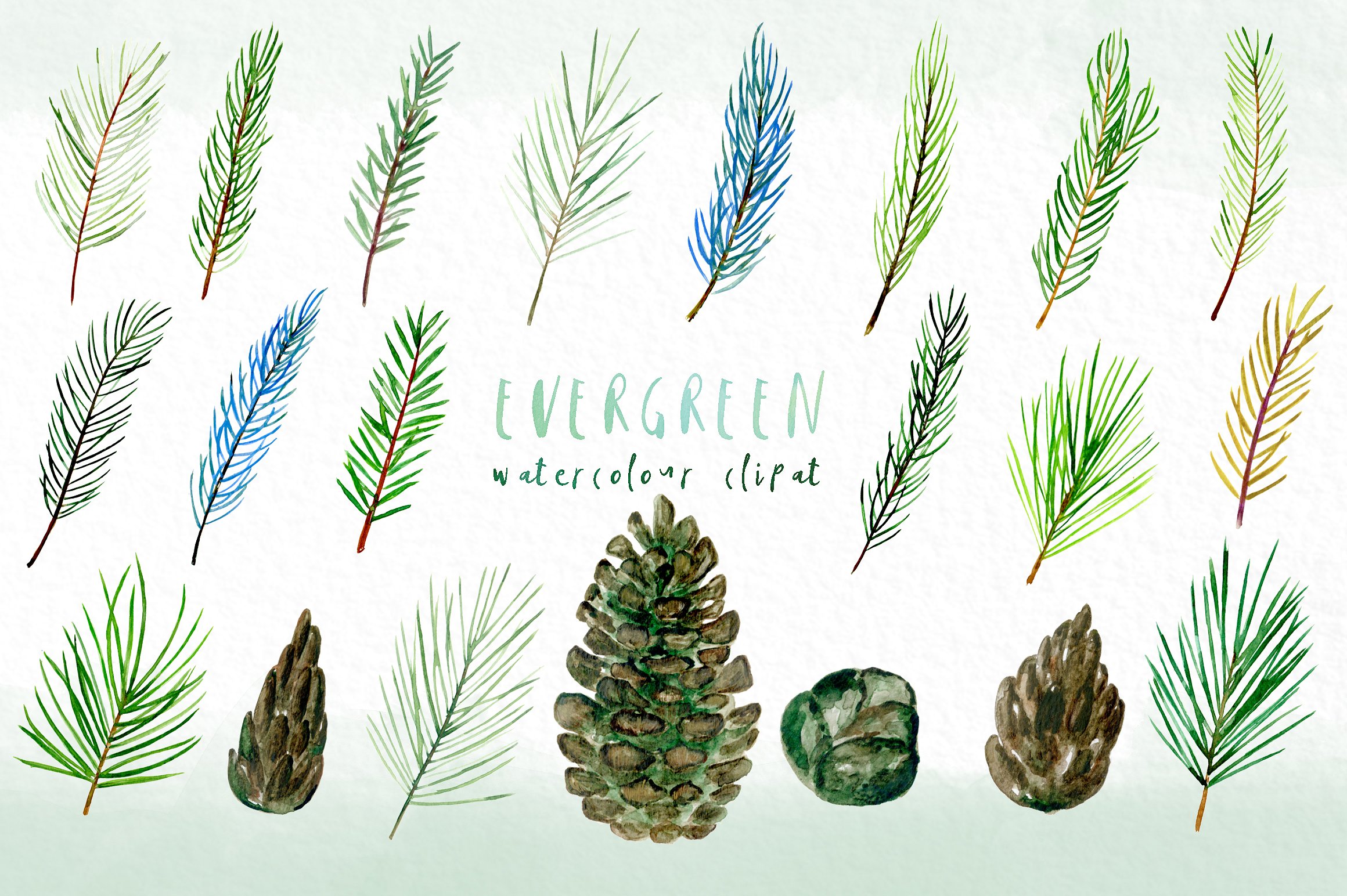 Pine. Watercolor clipart