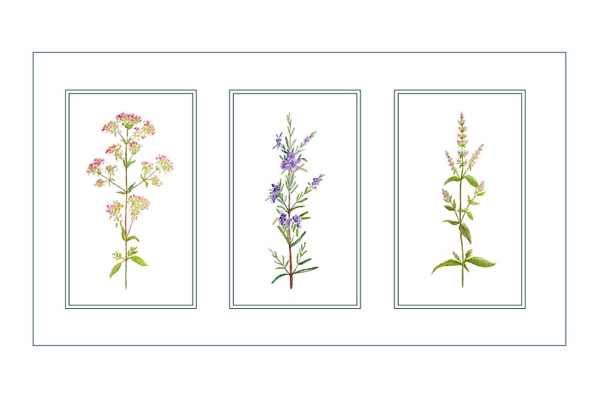 Watercolor Clipart Herb Flower