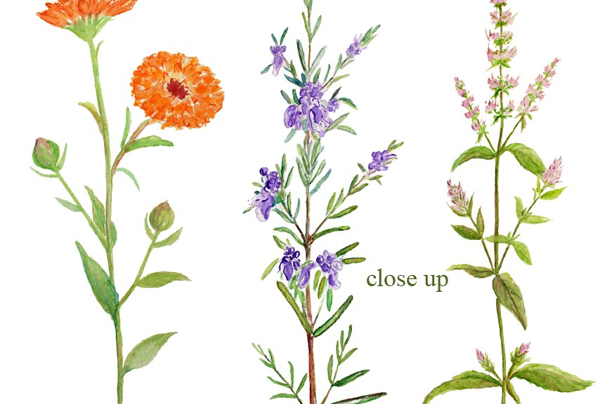 Watercolor Clipart Herb Flower