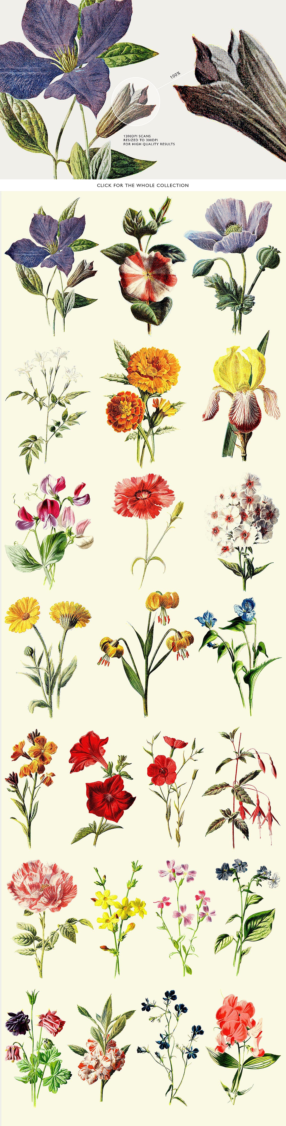 24 Colored Flower Illustration