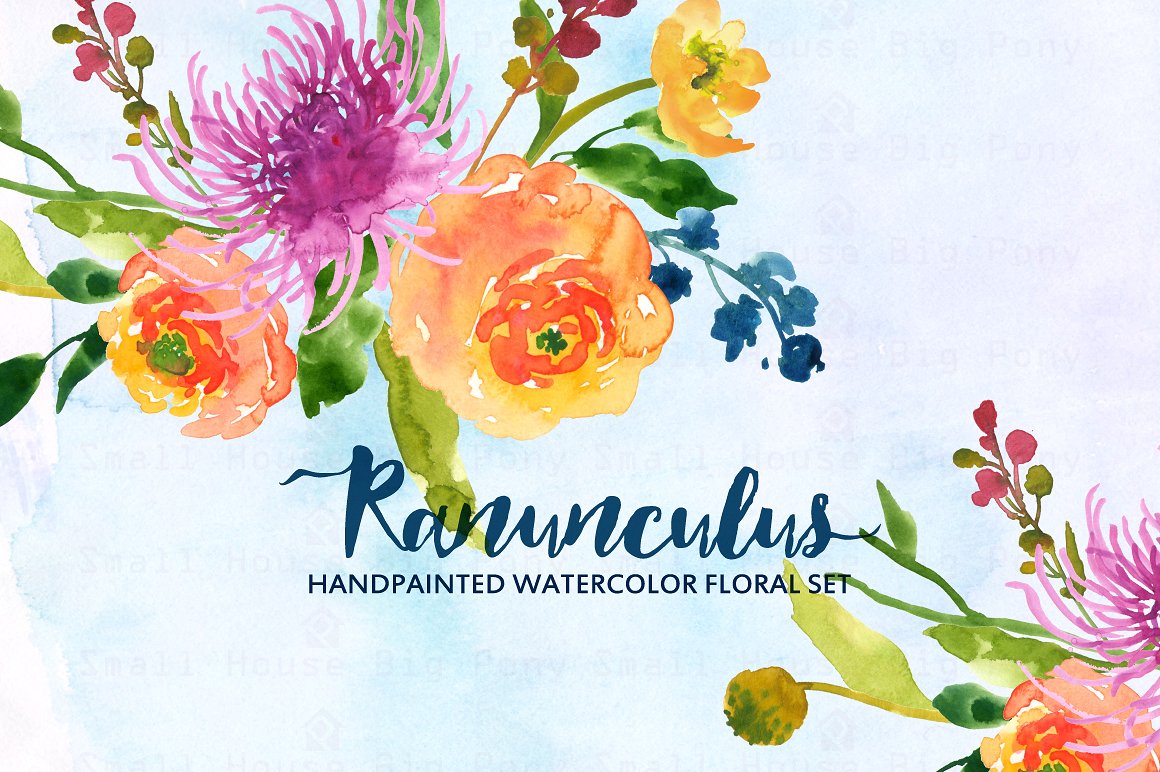 Ranunculus- Watercolor Clip Ar