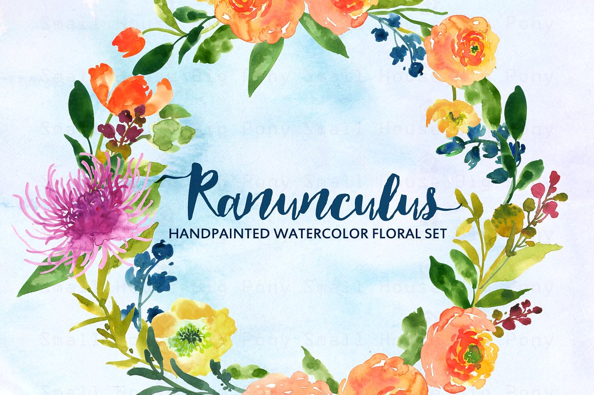 Ranunculus- Watercolor Clip Ar