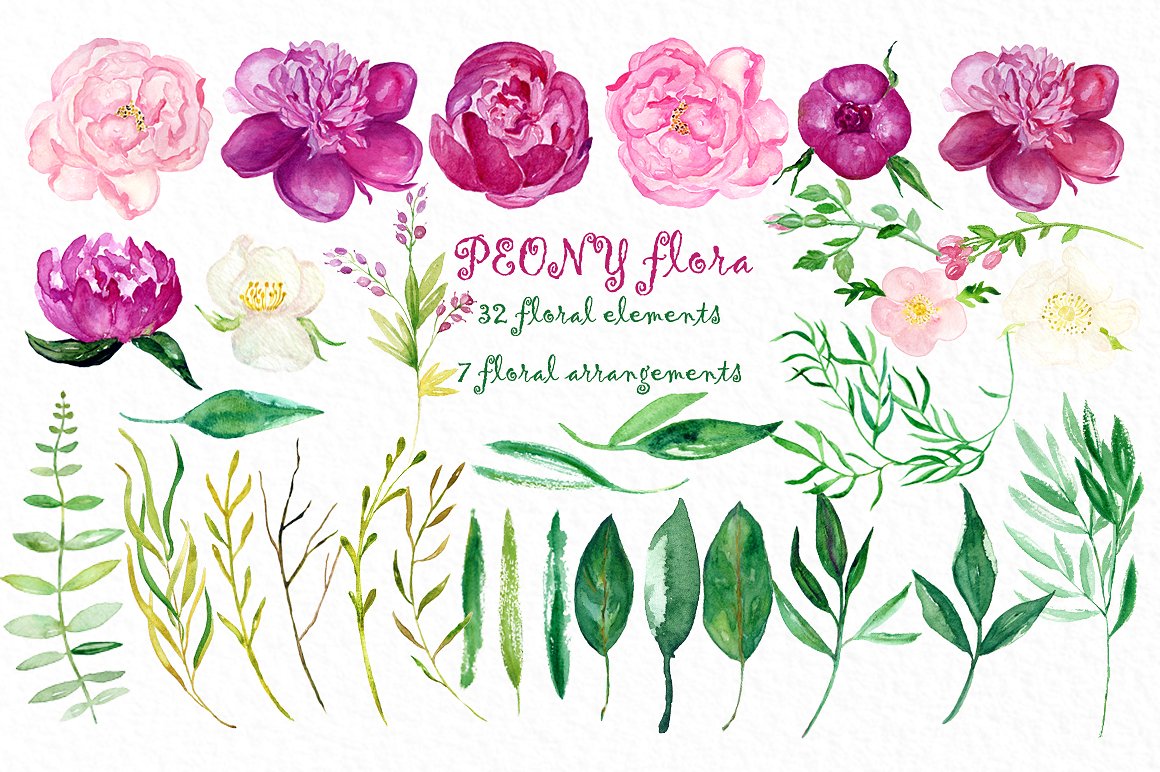 Peony flora watercolor flowers