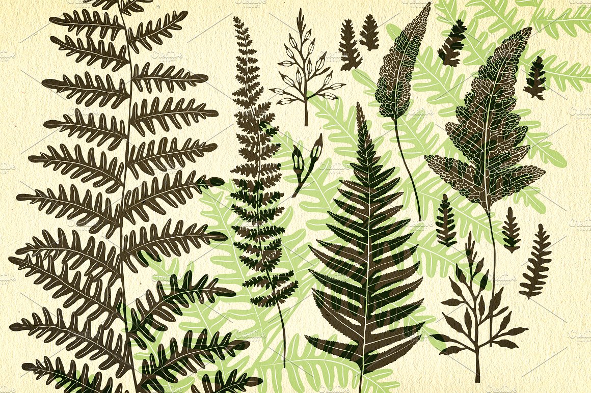 Ferns, botanical vector graphi