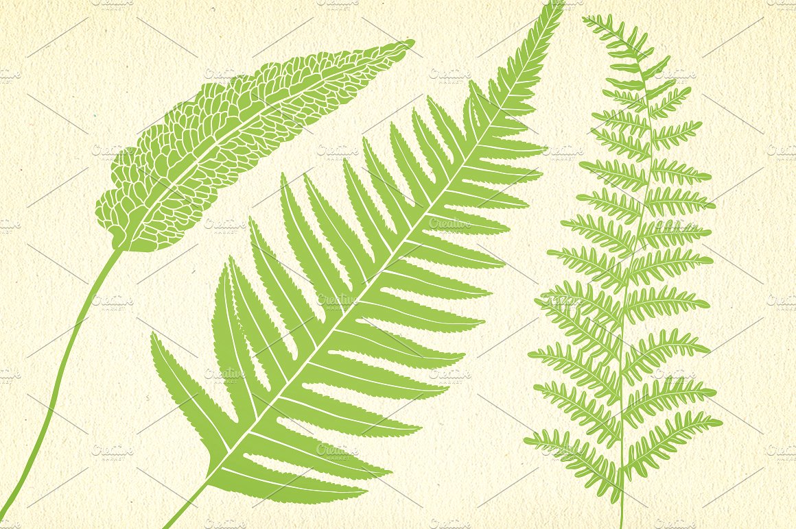 Ferns, botanical vector graphi