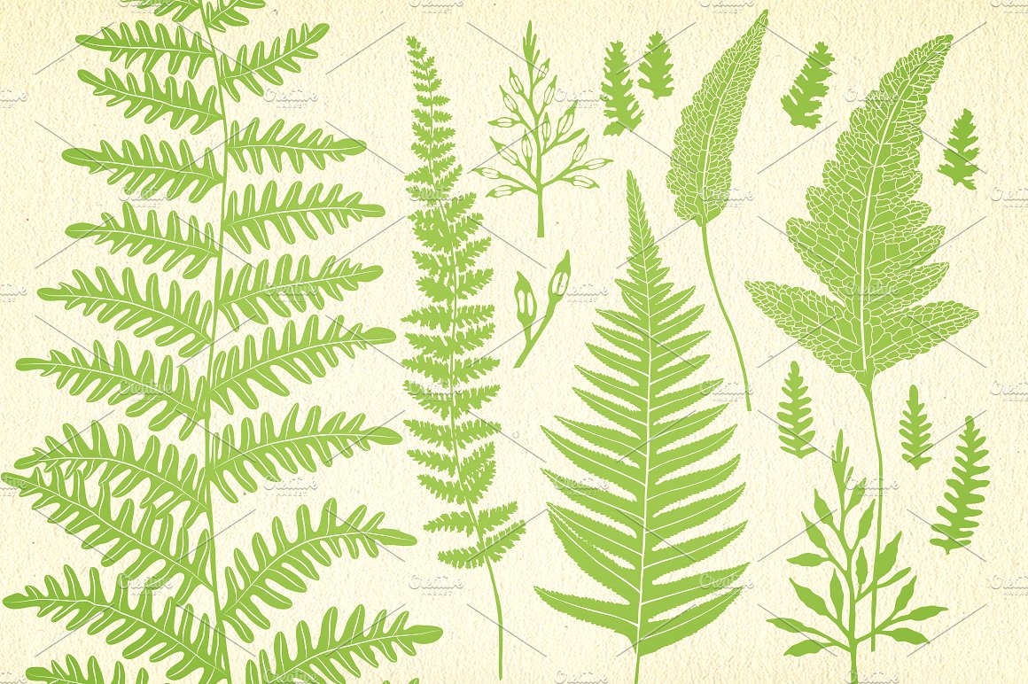 Ferns, botanical vector graphi