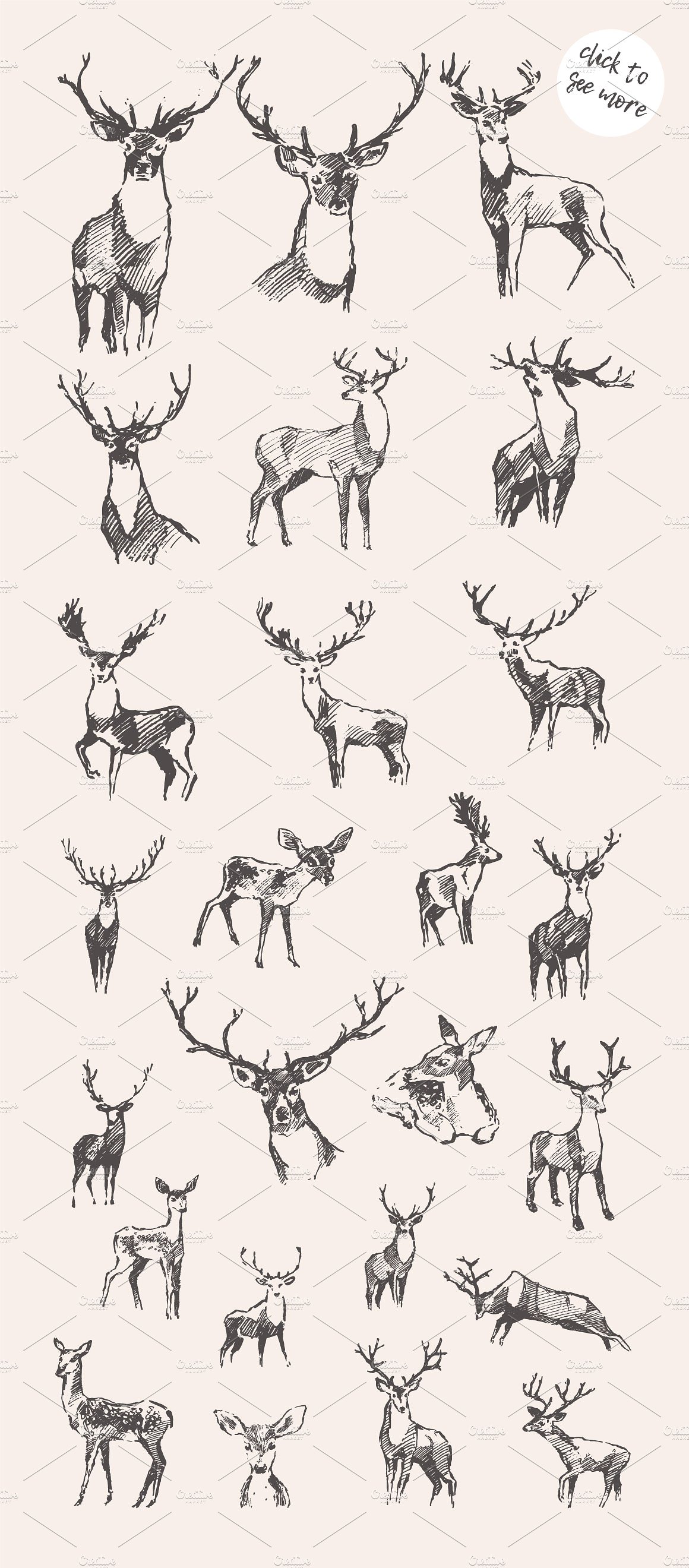 Collection of noble deer sketc