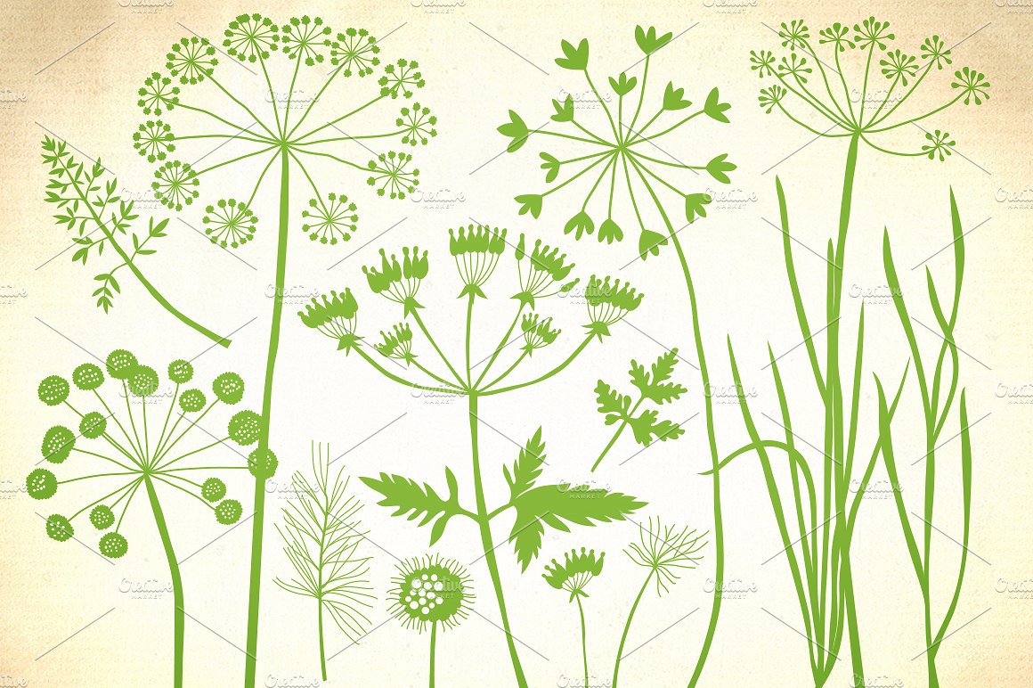 Herbs, dandelion, wild grasses