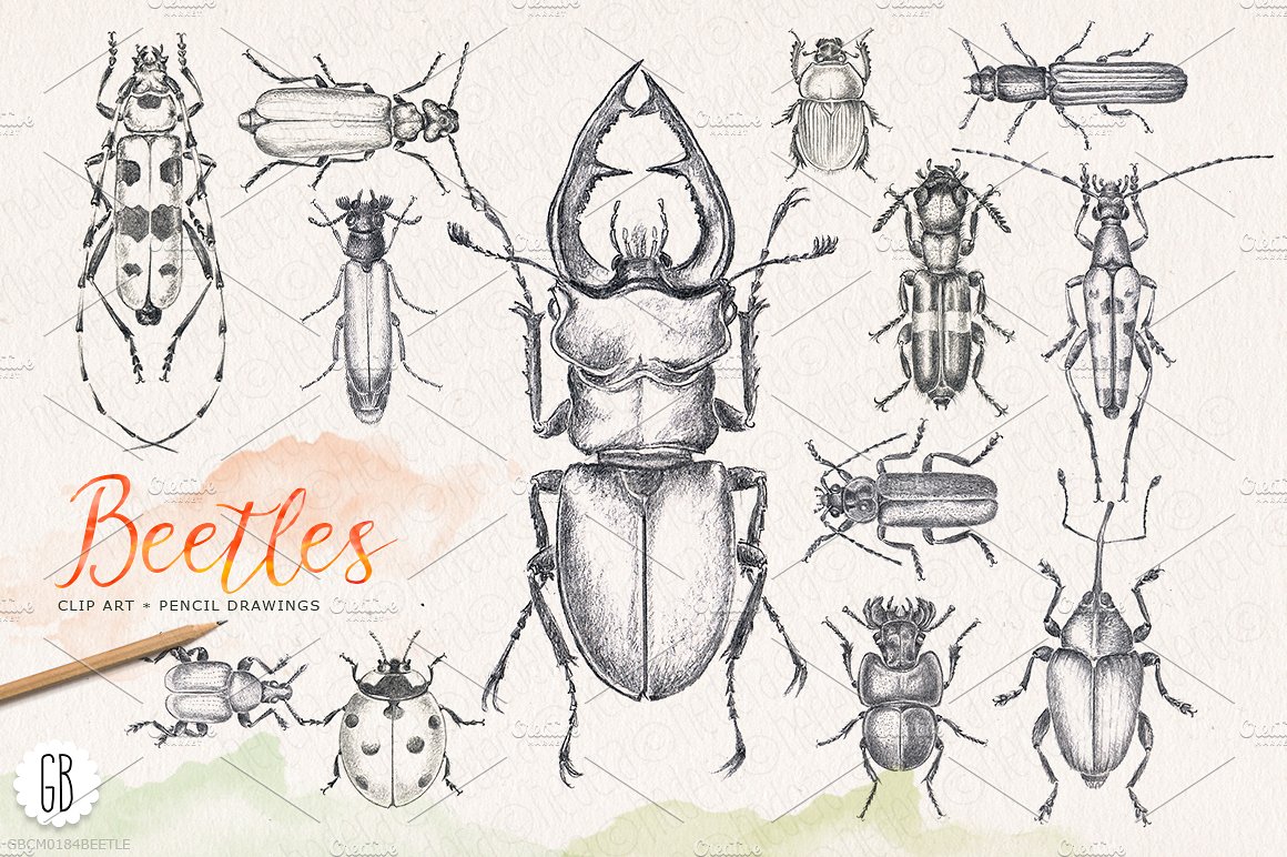 Hand drawn pencil beetles bugs