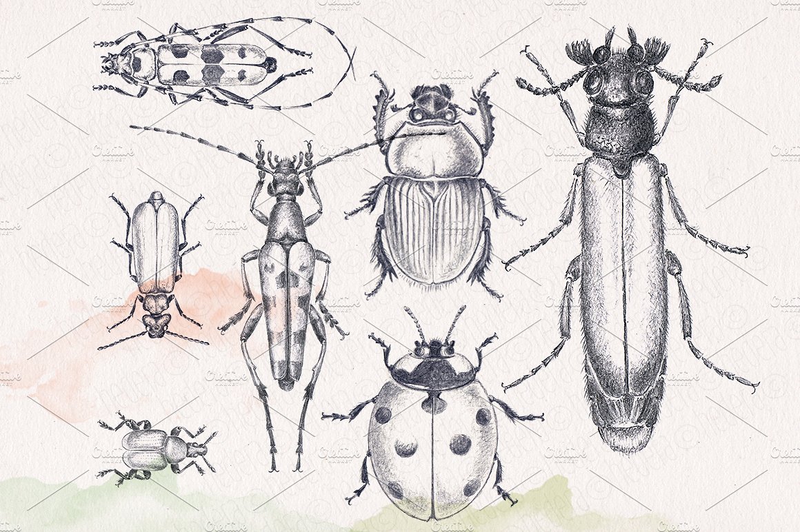 Hand drawn pencil beetles bugs