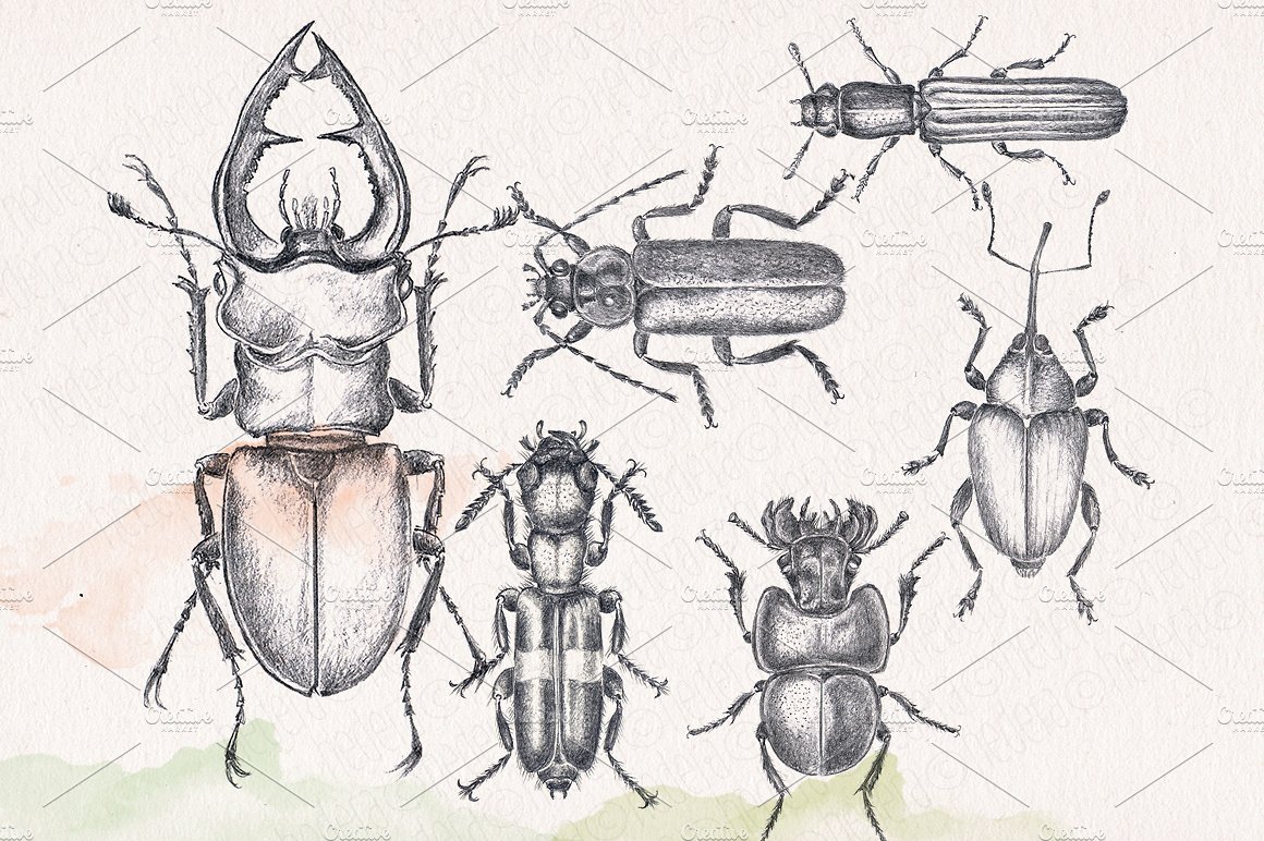 Hand drawn pencil beetles bugs