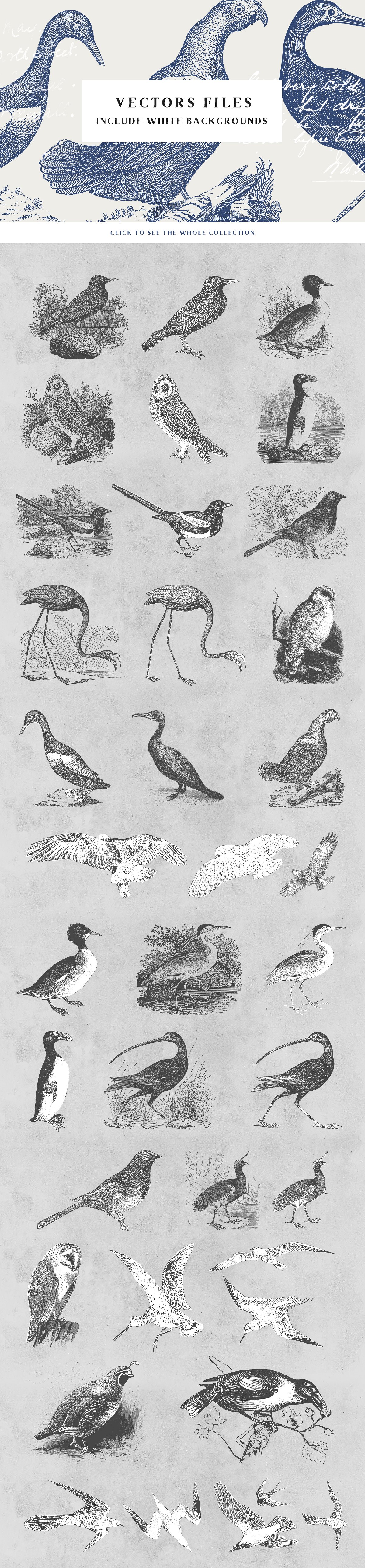 38 Vintage Engravings of Birds