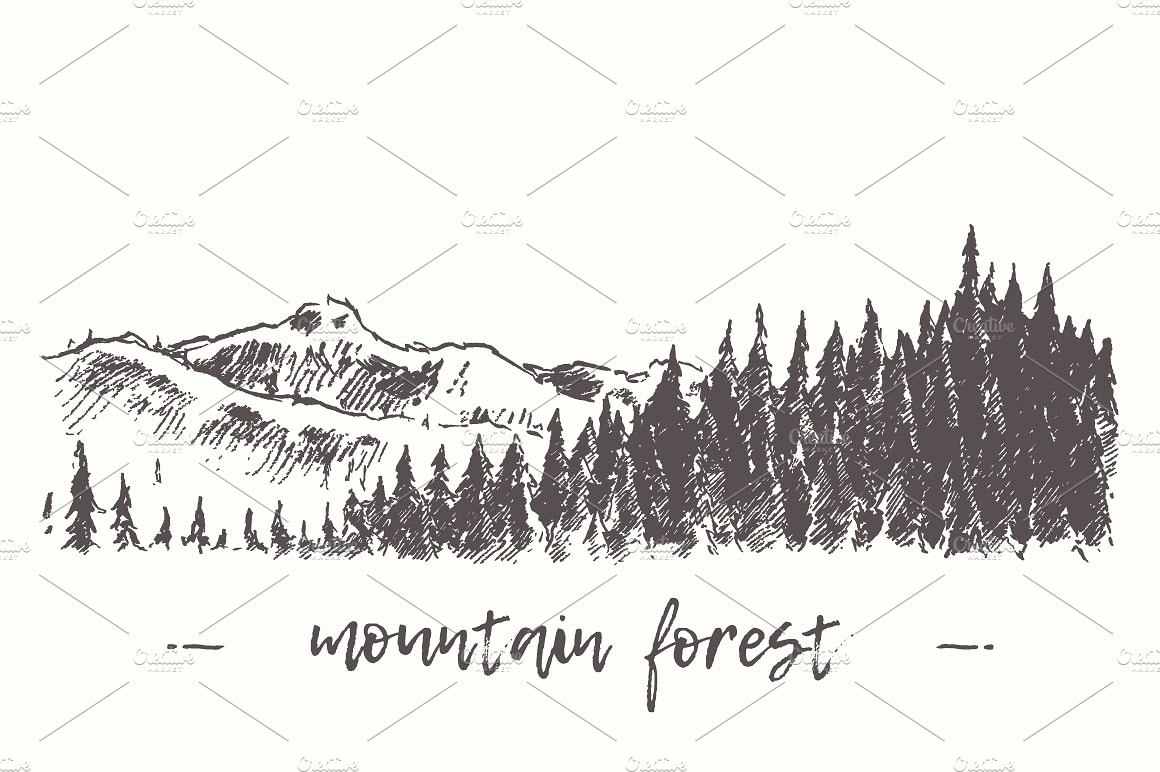 Fir forest in the mountains