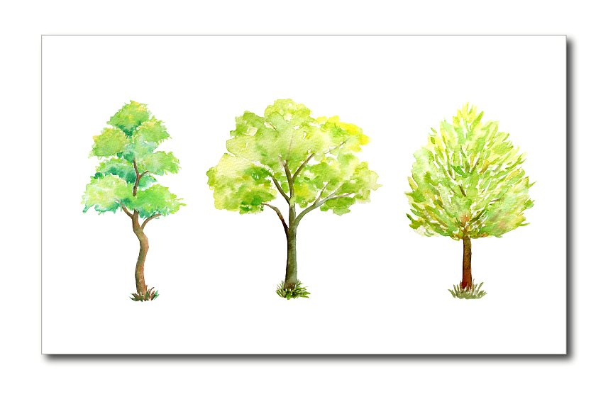 手绘水彩树木设计素材Watercolor Tree Illu