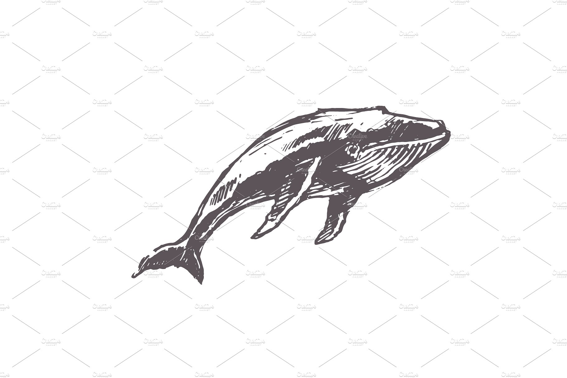 手绘鲸鱼矢量插图Sketches of humpback w