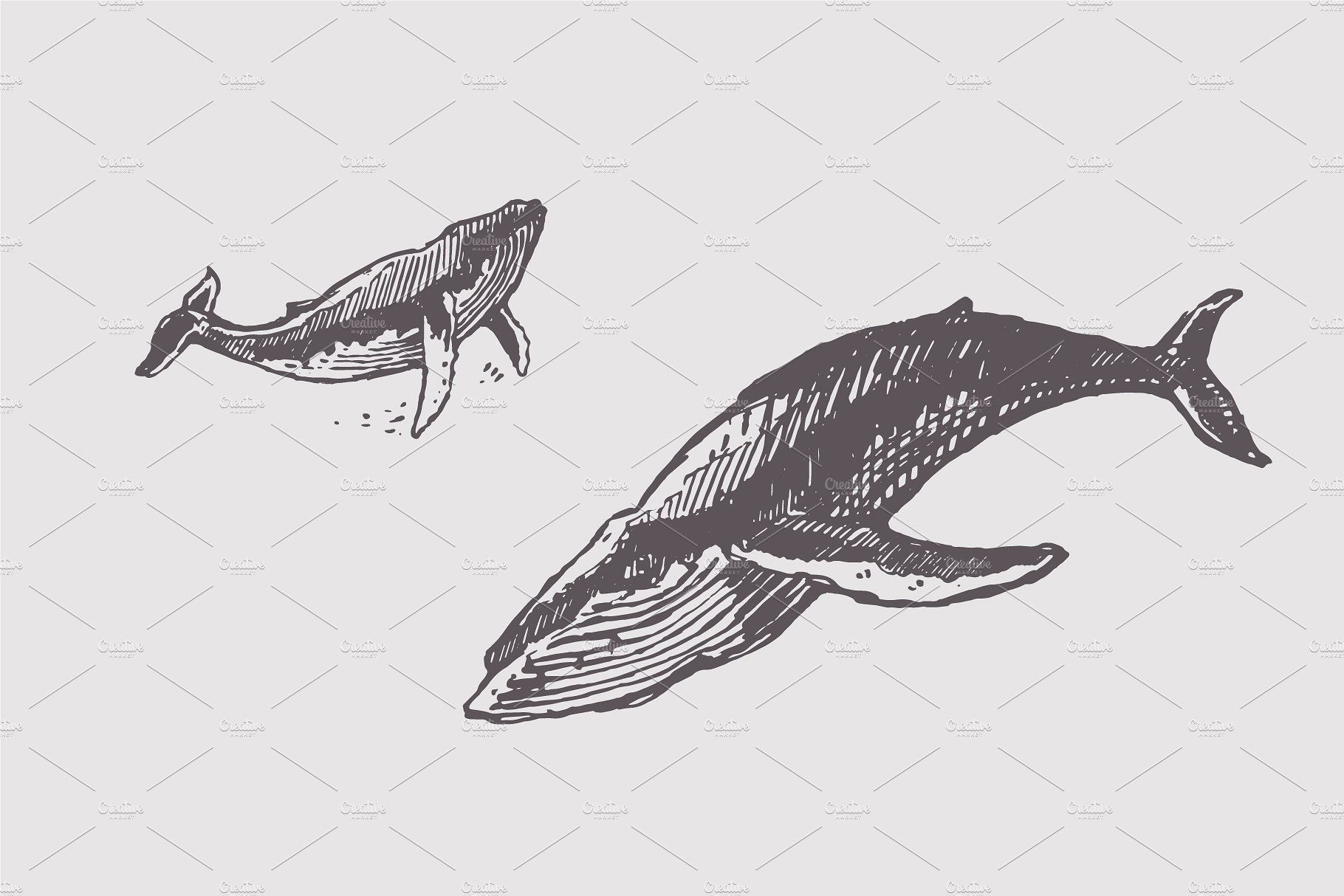 手绘鲸鱼矢量插图Sketches of humpback w