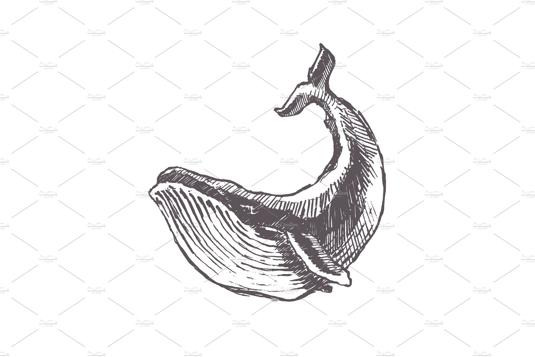 手绘鲸鱼矢量插图Sketches of humpback w