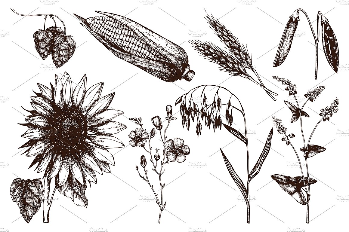 复古手绘植物插图素材Vector Farm Plants C
