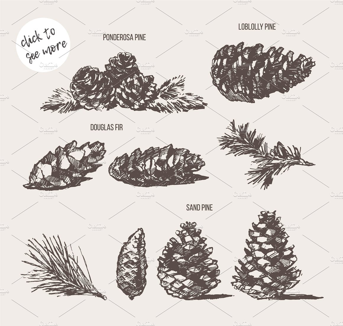手绘松果矢量插图Sketches of pine cones