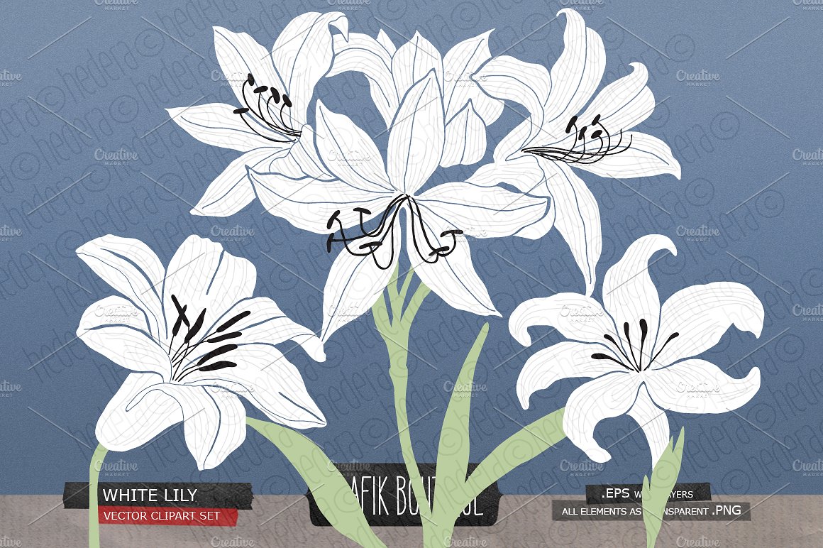 手绘百合花设计素材White lily gladiolus